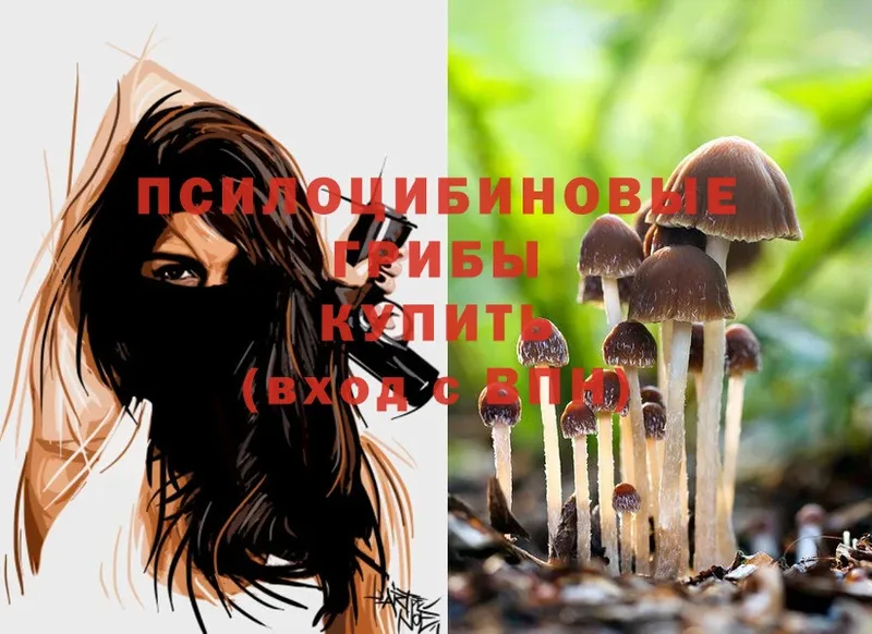 наркота  Большой Камень  Галлюциногенные грибы Cubensis 